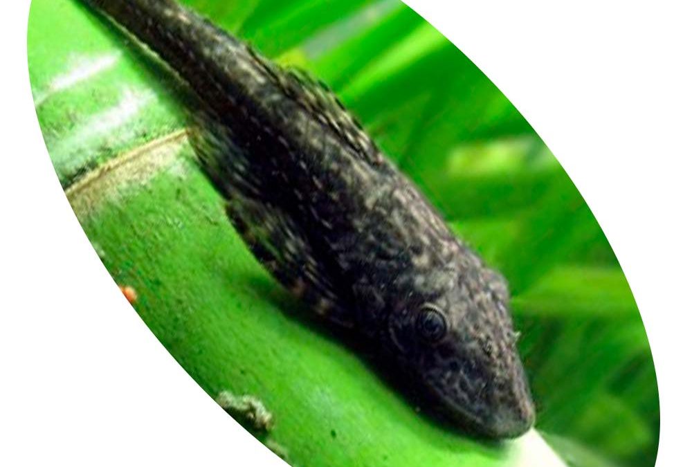 CASCUDO DEKEYSERIA AMAZONICA L-151