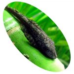 CASCUDO DEKEYSERIA AMAZONICA L-151