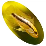 621439 APISTOGRAMMA TRIFASCIATA