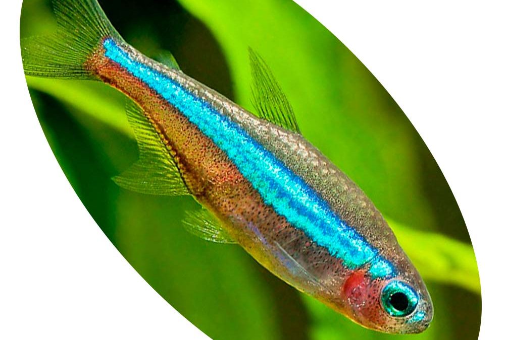 625086 TETRA NEON VERDE