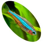 625086 TETRA NEON VERDE