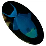 627596 TRIGGER ODONUS NIGER