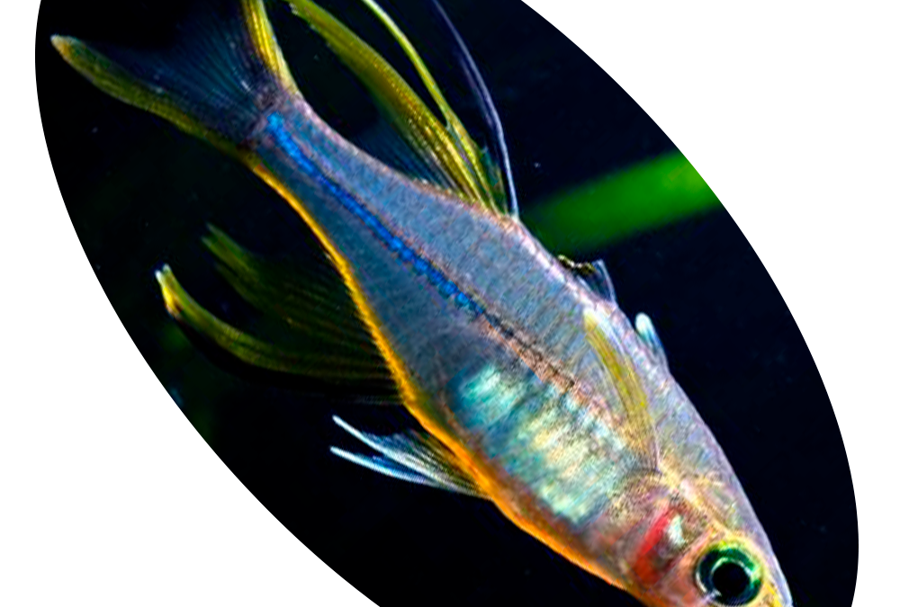 104884 Peixe Telmaterina Ladgesi