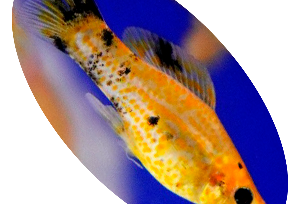 128198 Peixe Molinesia Balão Tigre