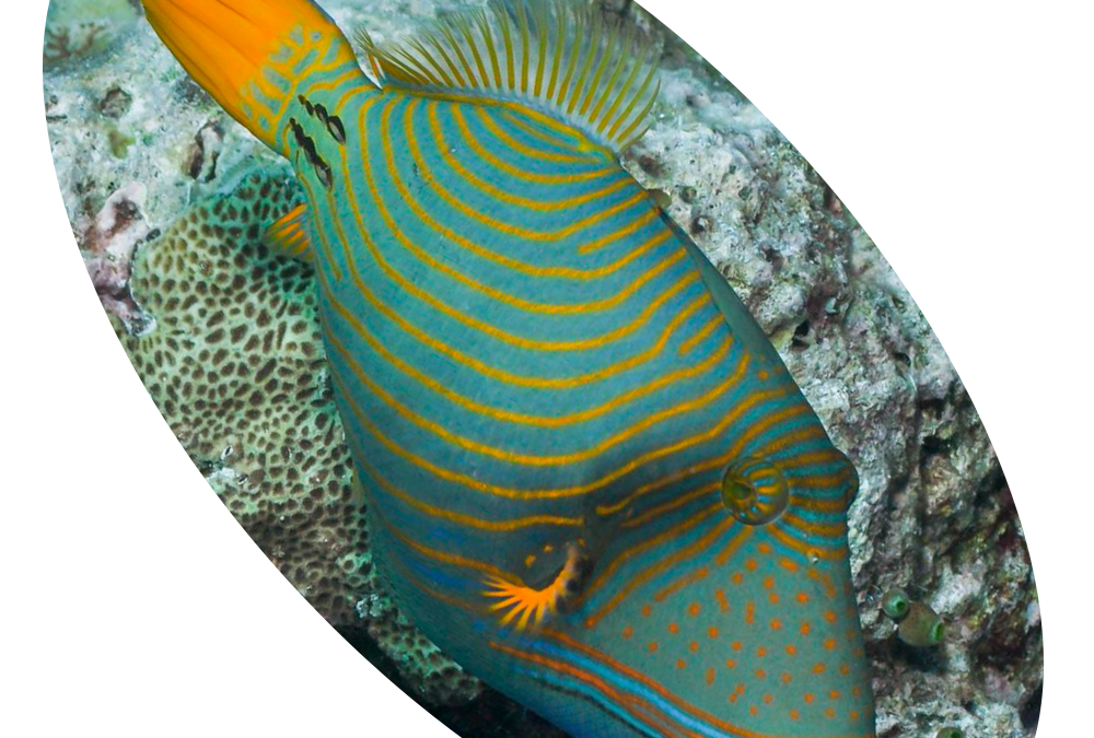 308 PEIXE TRIGGER UNDULATUS