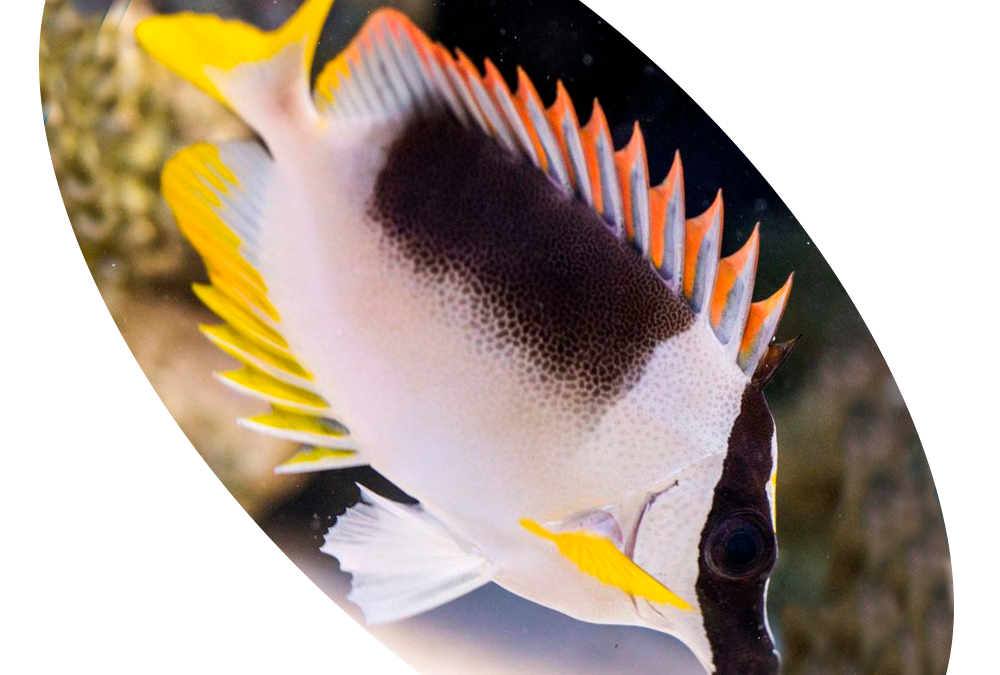 446 Peixe Fox Face Magnifica