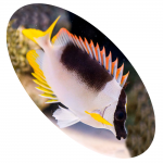 446 Peixe Fox Face Magnifica