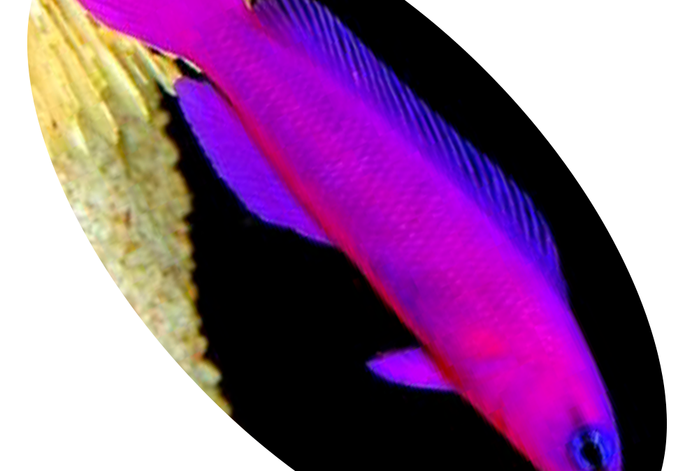 564 Peixe Pseudochromis Purple