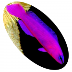 564 Peixe Pseudochromis Purple