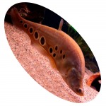 617193 Peixe Faca Albina