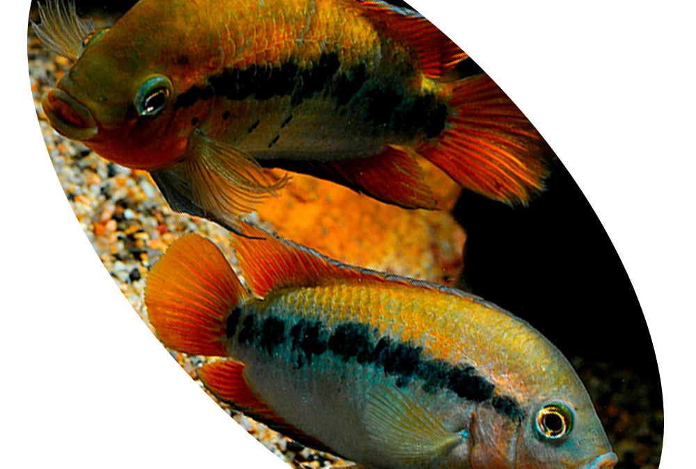 618204 PEIXE CICLÍDEO HEROTILAPIA RAINBOW