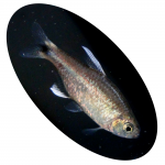618374 Peixe Tetra Negro Dagua