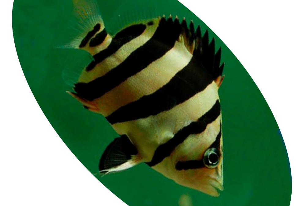 618822 Peixe Datnoides