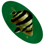 618822 Peixe Datnoides