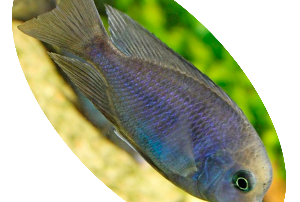 Peixe Ciclideo Cyrtocara Moori