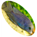 Peixe Ciclideo Cyrtocara Moori