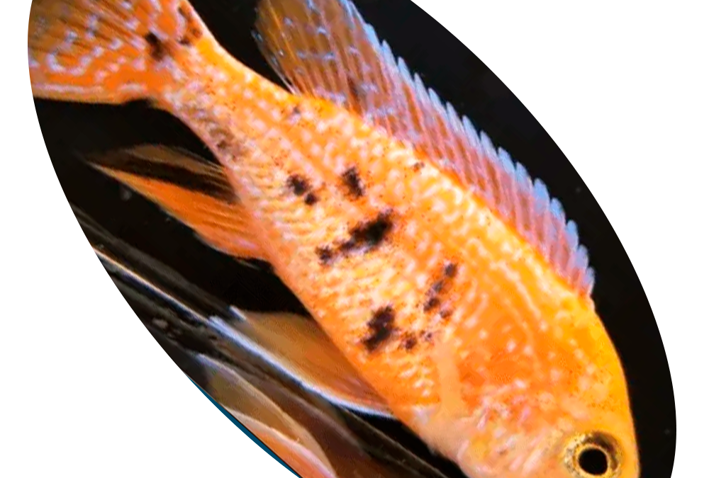 619409 PEIXE CILIDEO AULONOCARA PINK