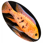 619409 PEIXE CILIDEO AULONOCARA PINK