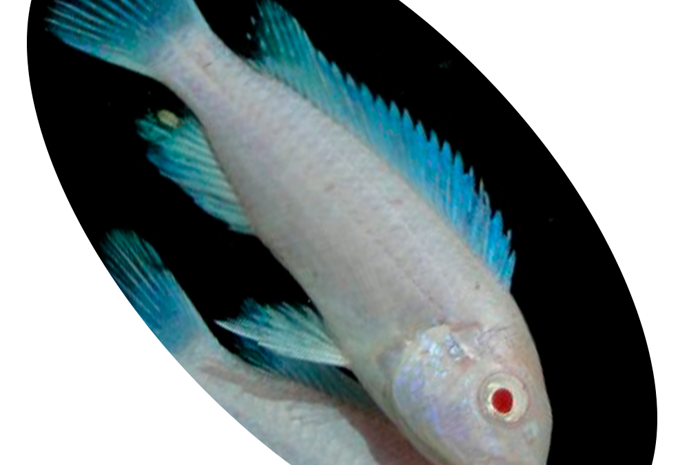 619410 CICL CYRTOCARA MOORI ALBINO (GOLFINHO)