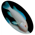 619410 CICL CYRTOCARA MOORI ALBINO (GOLFINHO)