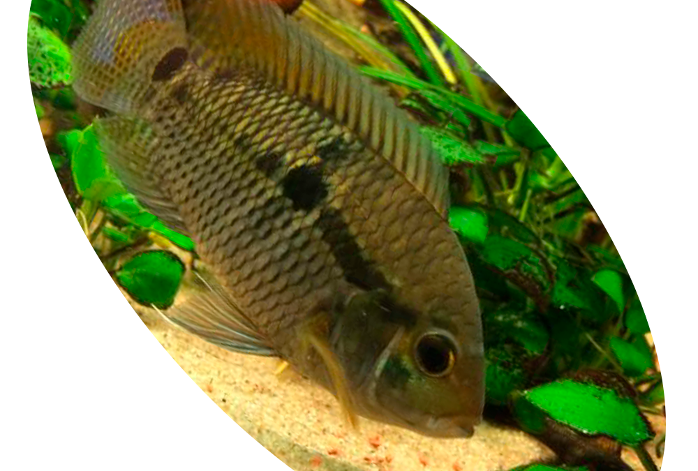 619415 PEIXE CICHLASOMA AMAZONARU