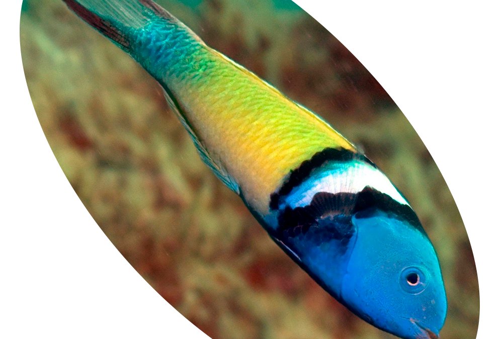 619416 PEIXE THALASSOMA BLUE HEAD