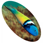 619416 PEIXE THALASSOMA BLUE HEAD