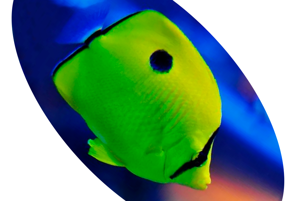 619427 PEIXE BORBOLETA TEAR DROP