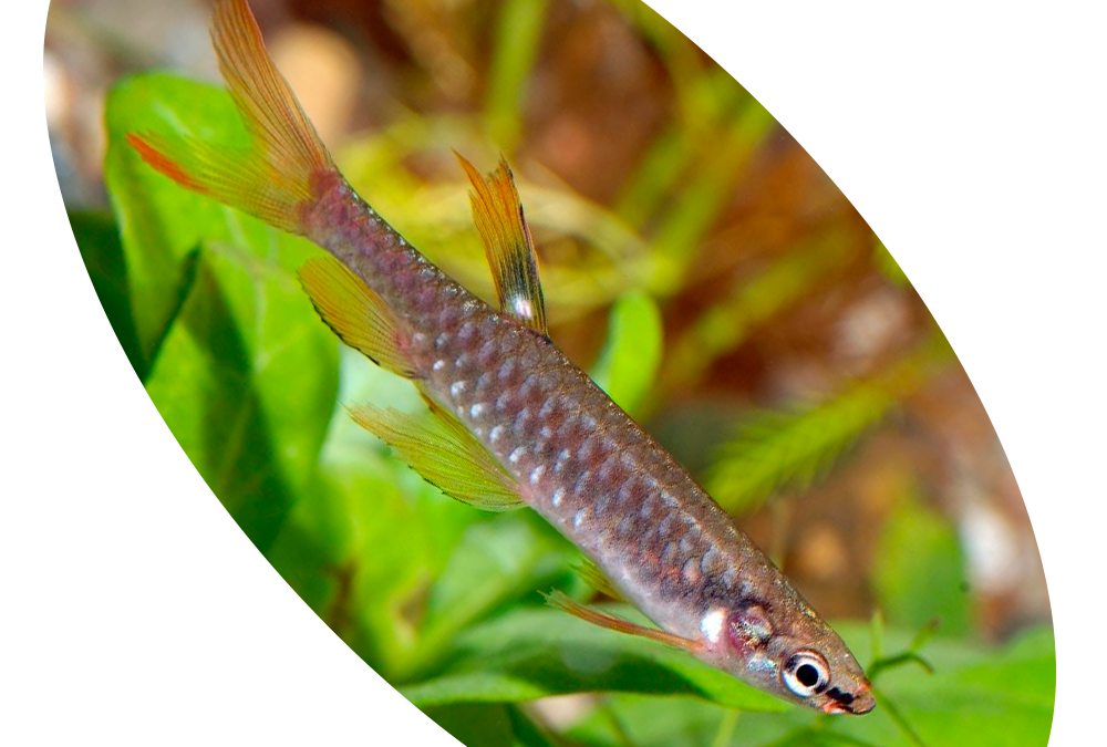 621369 Peixe Tetra Copeina Gutata