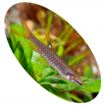 621369 Peixe Tetra Copeina Gutata