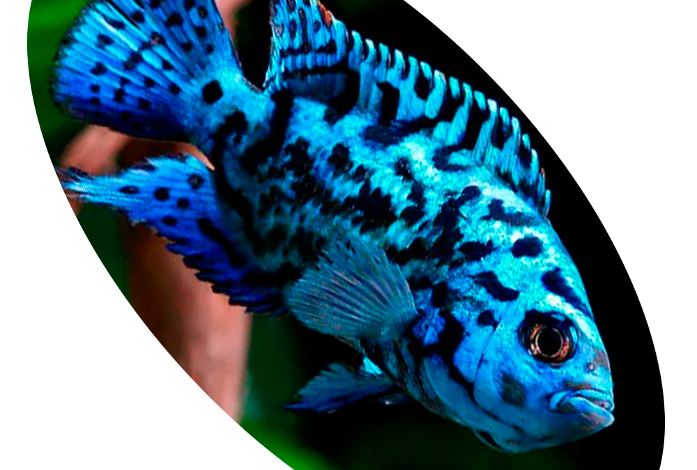 621407 PEIXE CICHLASOMA JACK DEMPSEY AZUL