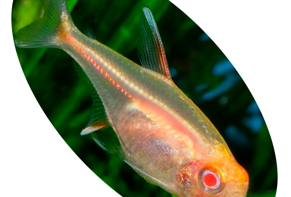 621450 PEIXE TETRA GLOWLIGHT ALBINO