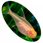 621450 PEIXE TETRA GLOWLIGHT ALBINO