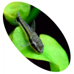 623144 OTOCINCLUS ARNOLDI LIMPA VIDRO