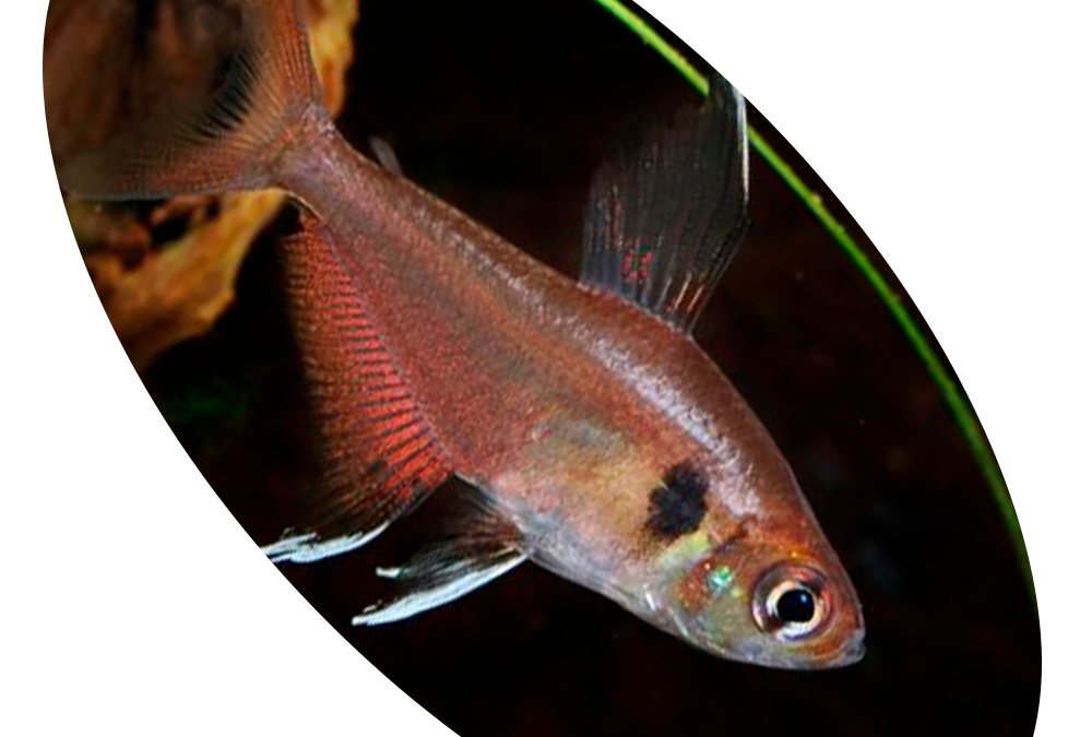 623767 Peixe Tetra Copelandi