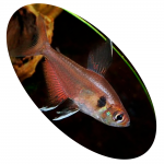 623767 Peixe Tetra Copelandi