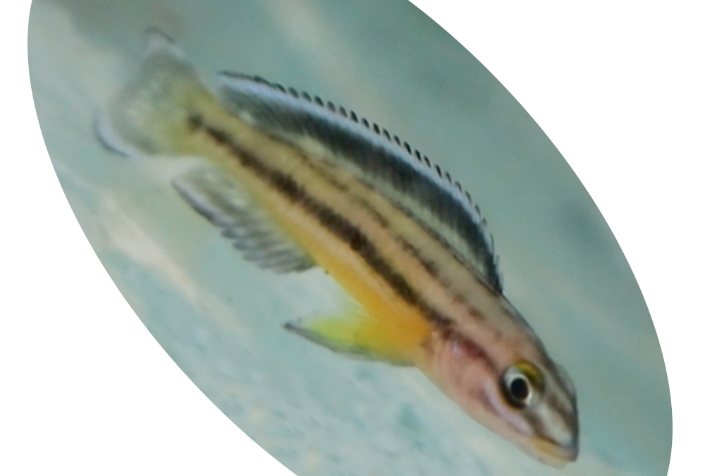 624121 PEIXE CICLIDEO JULID REGANI KIPILLI