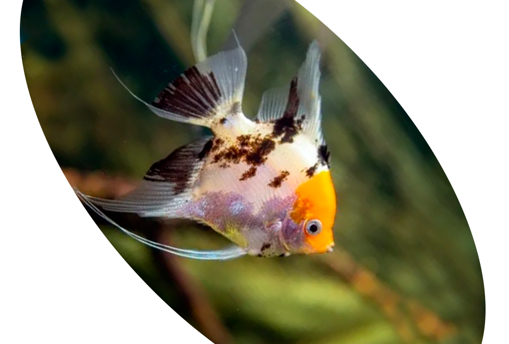 625350 Peixe Acara Palhaco Perola
