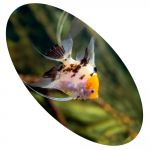 625350 Peixe Acara Palhaco Perola