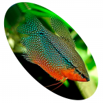 626422 Peixe Trichogaster Leeri