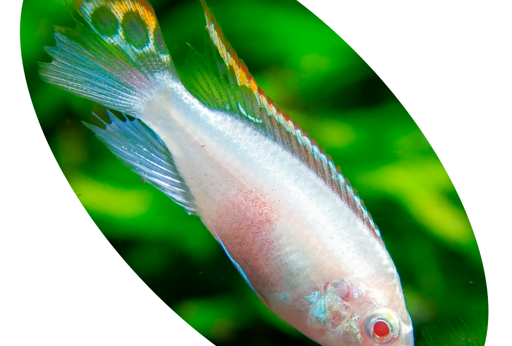 627655 PEIXE CICLIDEO KRIBENSIS ALBINO