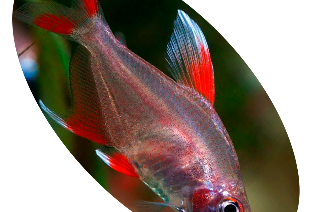 629012 Peixe Tetra Asa Branca