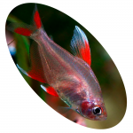 629012 Peixe Tetra Asa Branca