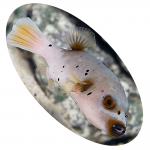 748 PEIXE DOG FACE BLACK SPOTTED MD