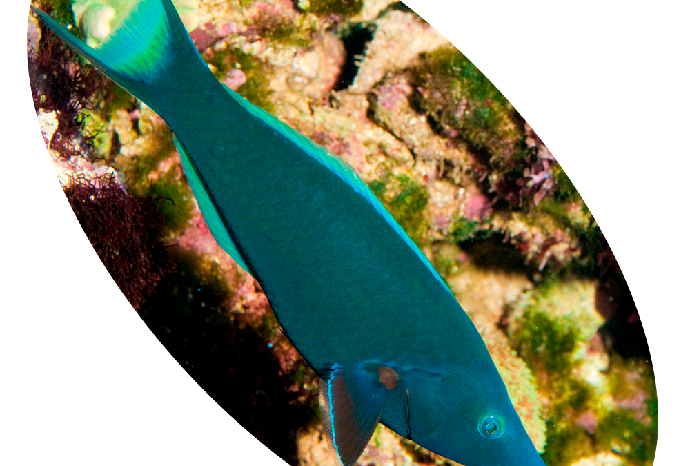 805 Peixe Wrasse Green Bird