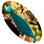 805 Peixe Wrasse Green Bird