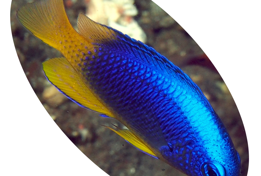 843 PEIXE DAMSEL YELLOW BELLY