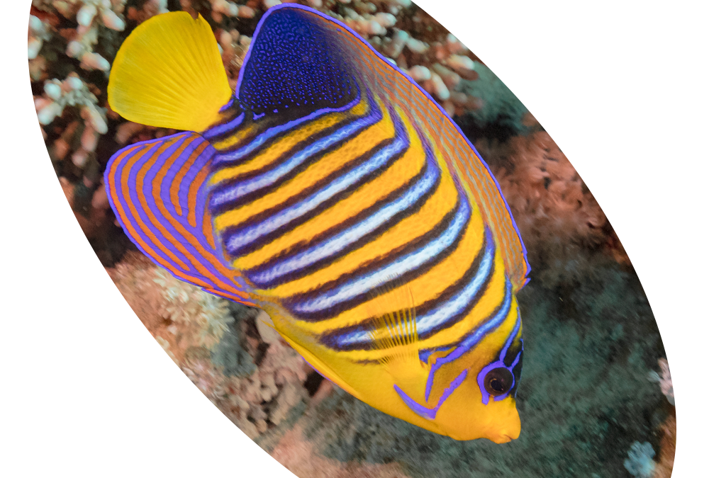 865 PEIXE ANGEL REGAL