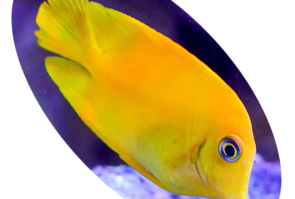 942-790 Peixe Tang Vellow Mimic