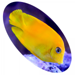 942-790 Peixe Tang Vellow Mimic